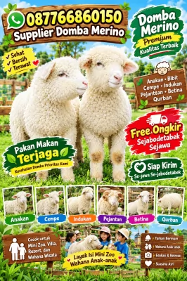 jual anakan cempe domba merino